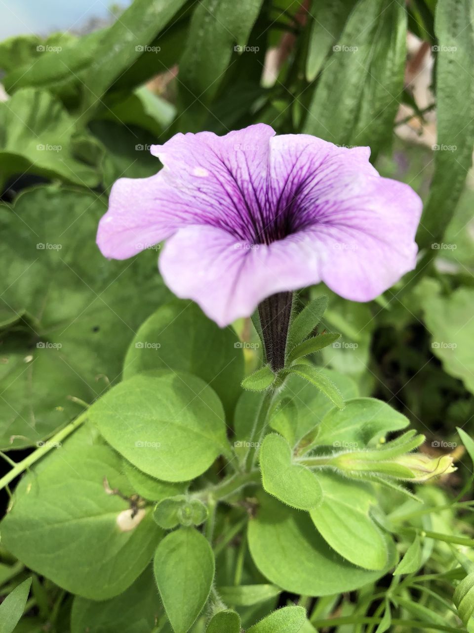 Purple Passion flower