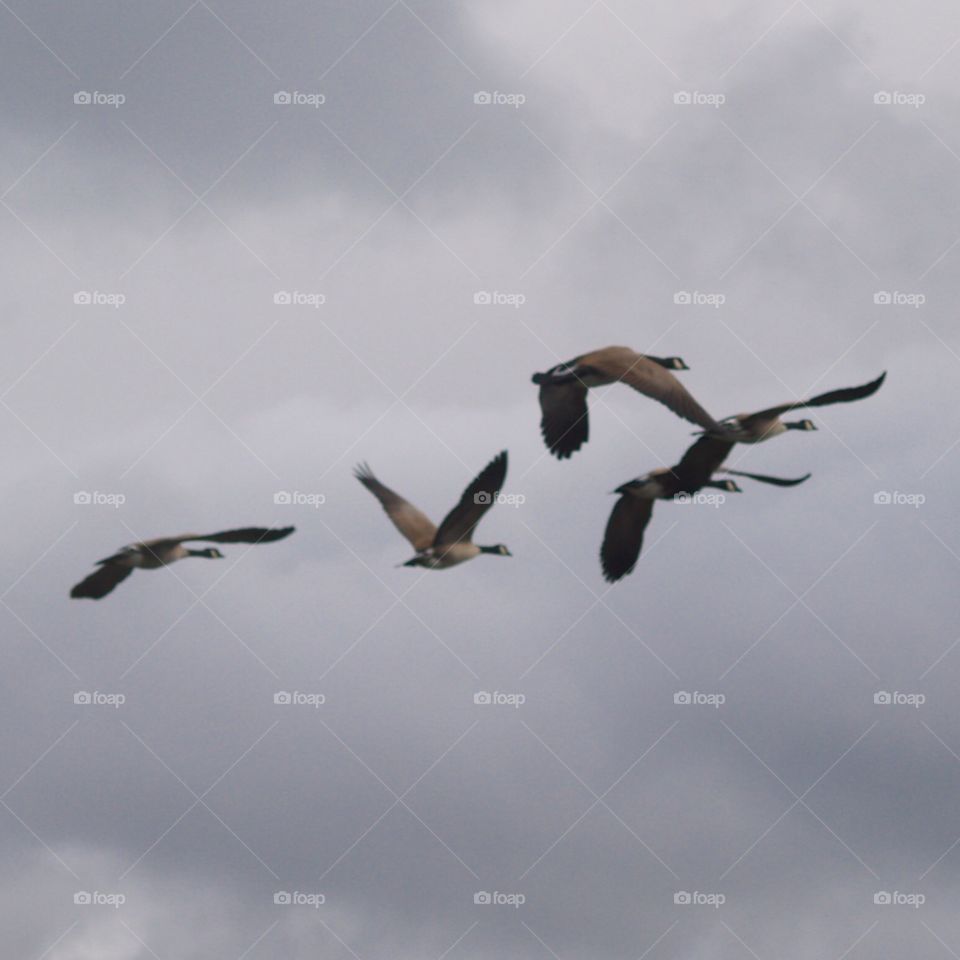 Bird, Flight, Wildlife, Seagulls, No Person