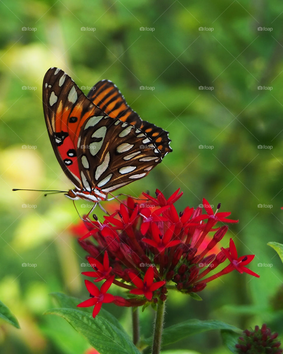 Butterfly on red flower