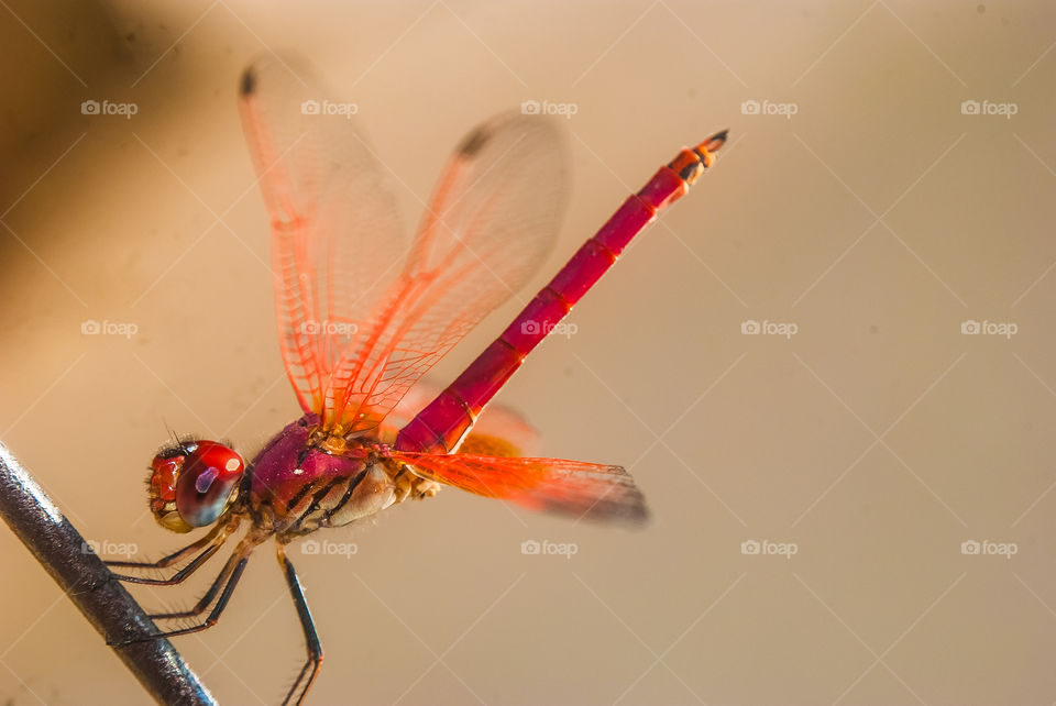 Close-up of insect