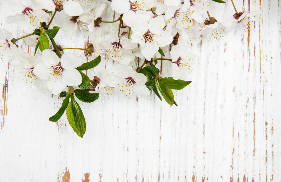 Spring blossom 