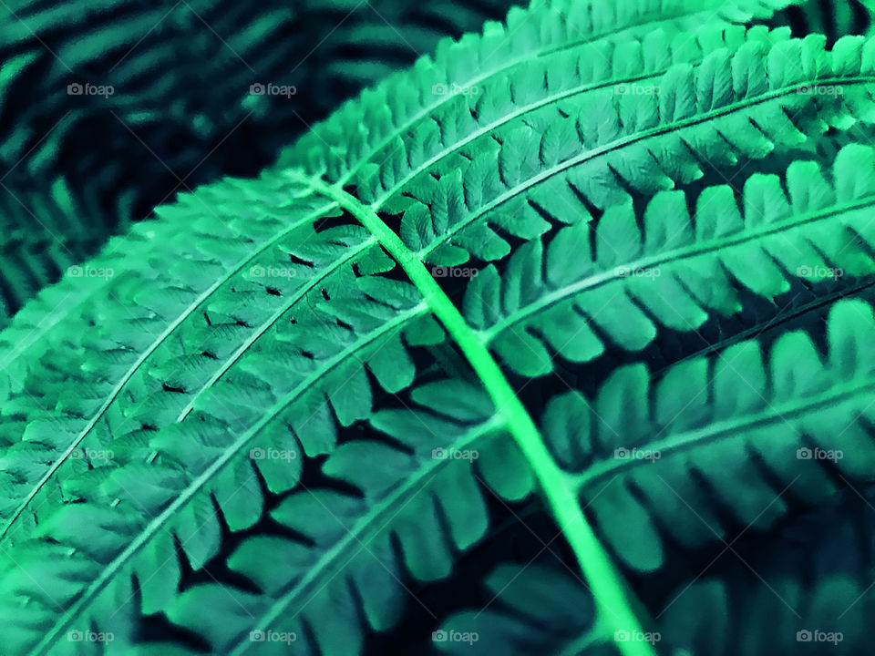 Natural background made of a macro shot of an emerald green fern leaves in the forest 