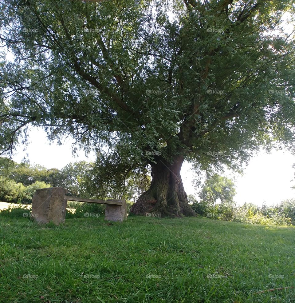 baum tree natur green grün wiese bank old alt