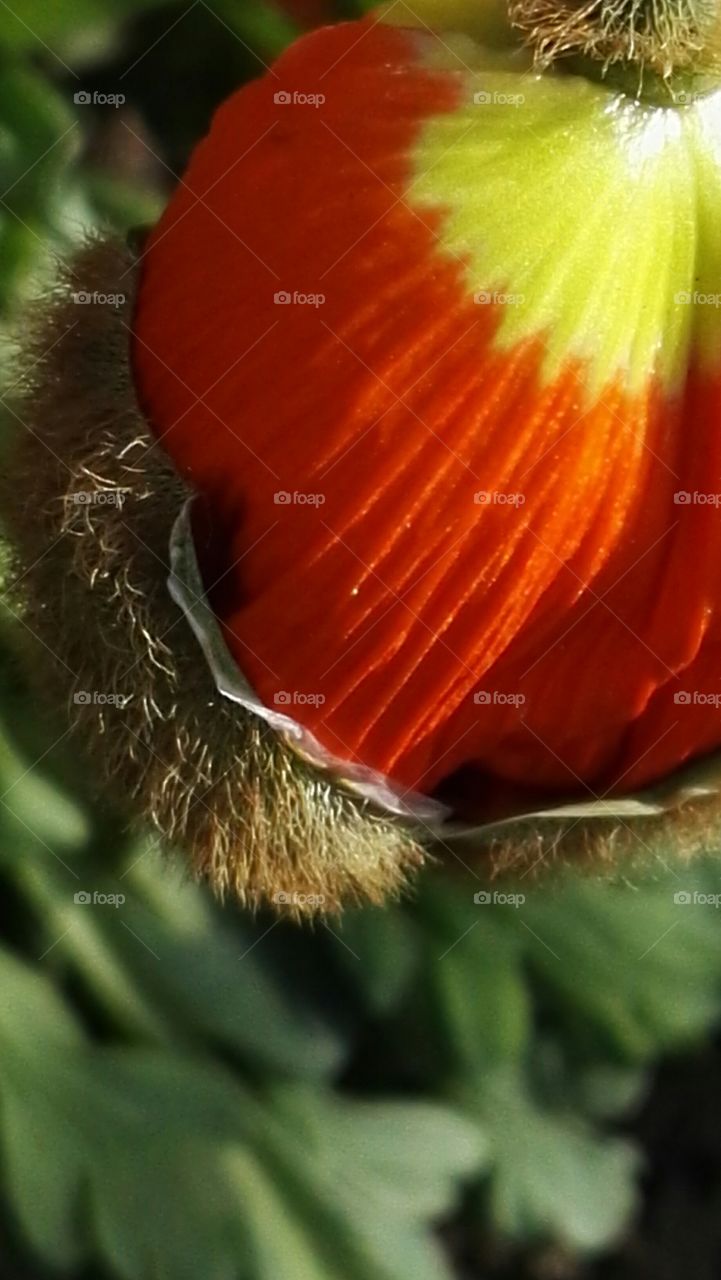 macro shot red and green color