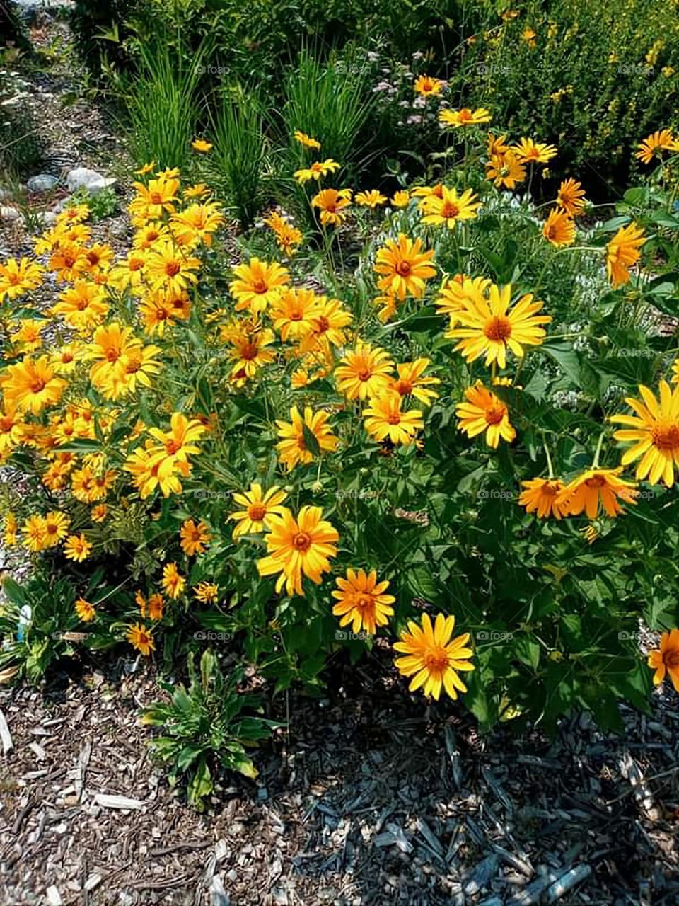 International Peace Garden