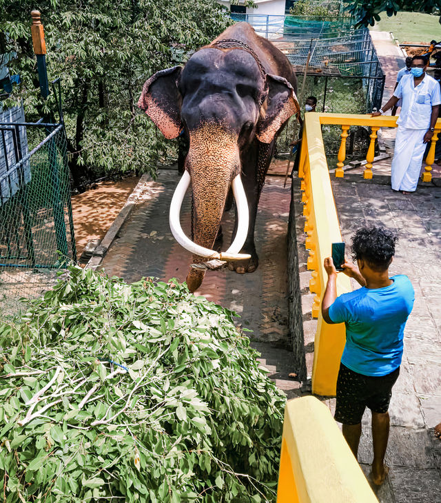A beautiful elephant living in a temple in Sri Lanka