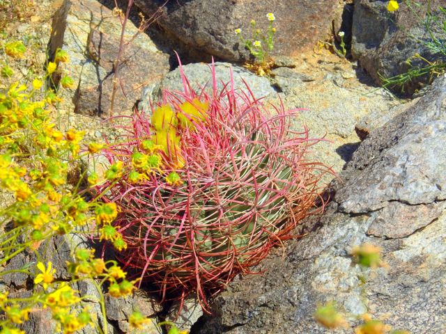 Desert succulent 