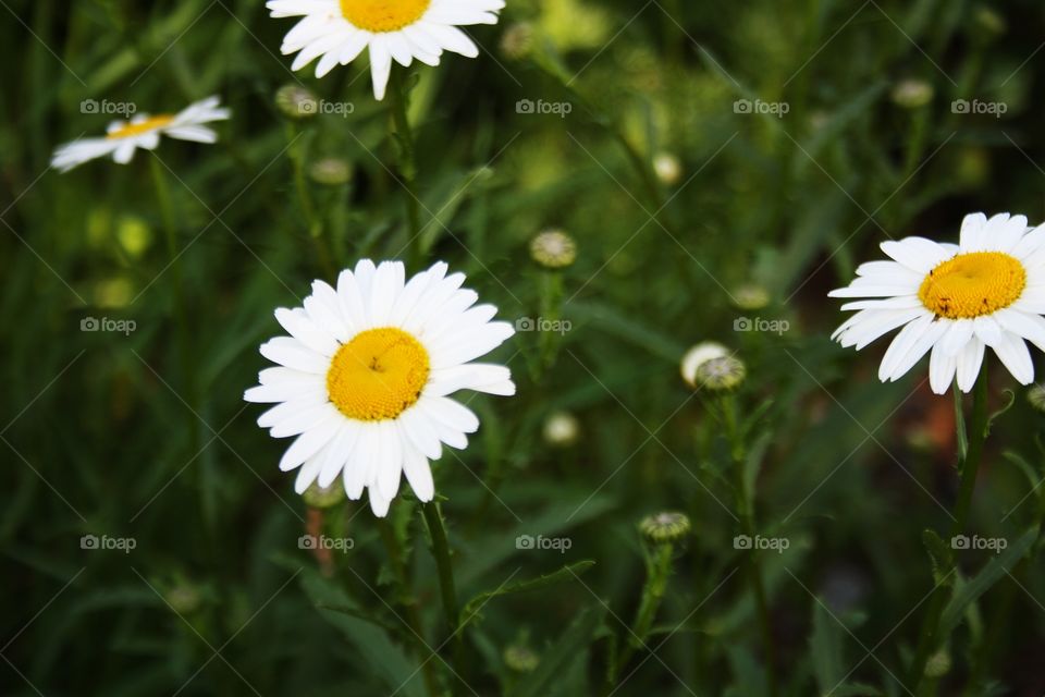 Chamomile