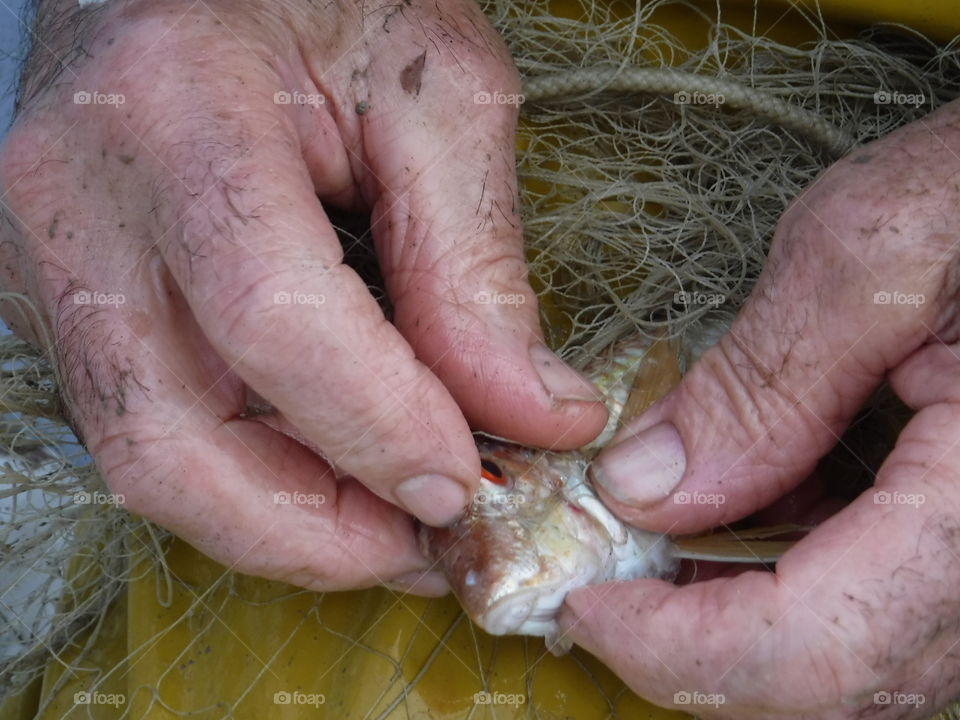Mani del vecchio pescatore. Le mani del vecchio pescatore che tolgono dalla rete una bellissima triglia colorata
