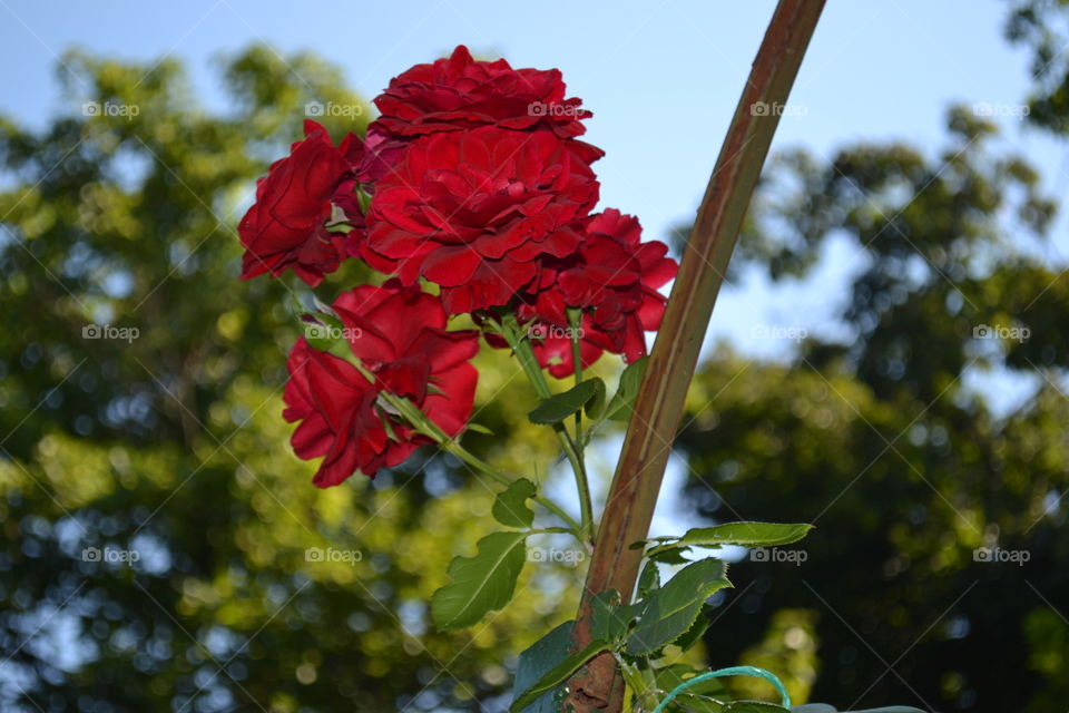 beautiful red roses