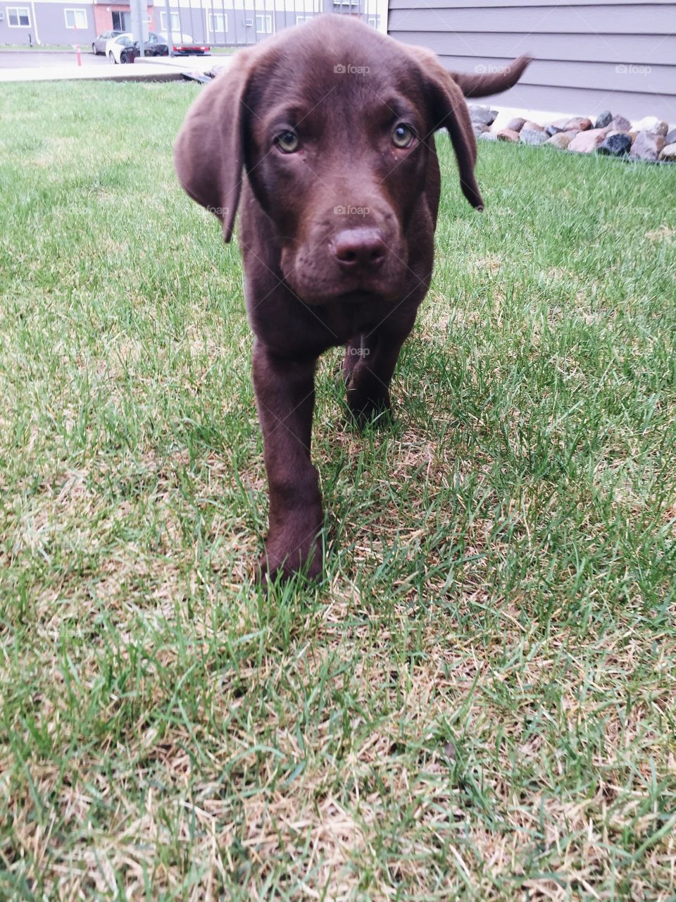 Just a Pup. I was puppy-sitting for the day.