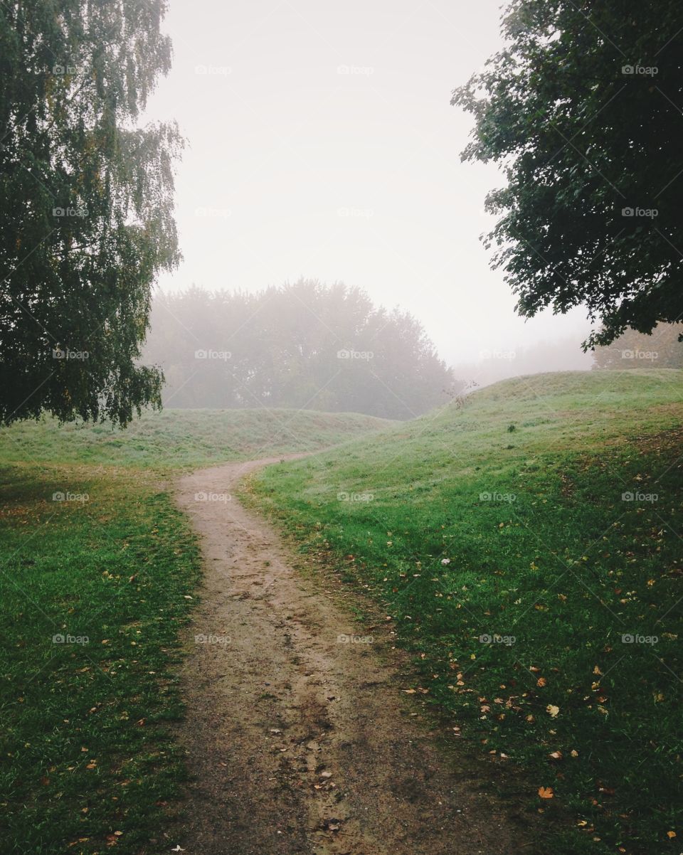 Empty road in forest