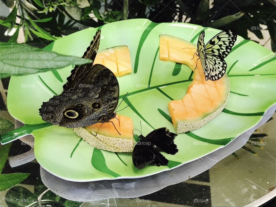 Butterflies on green plate