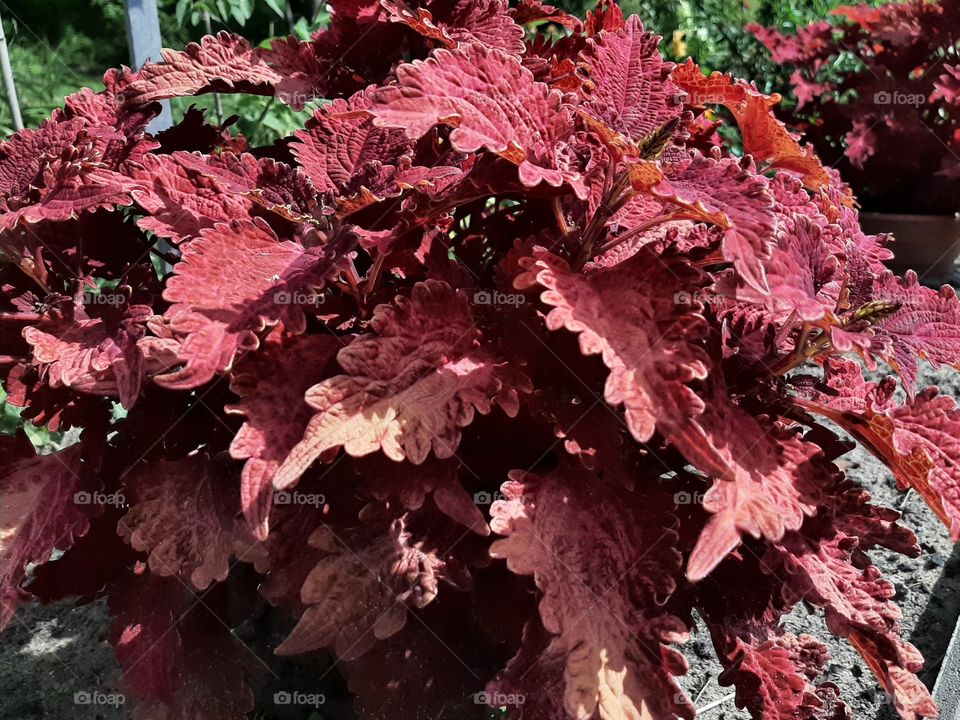 red leaves coleus