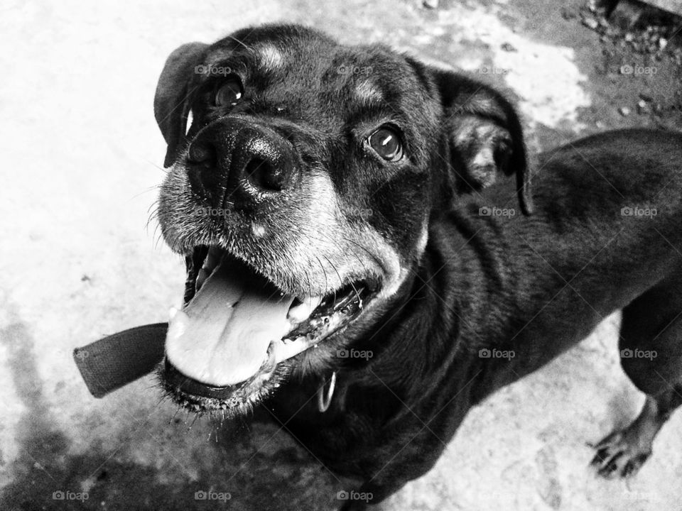 Close-up of dog with it's mouth open