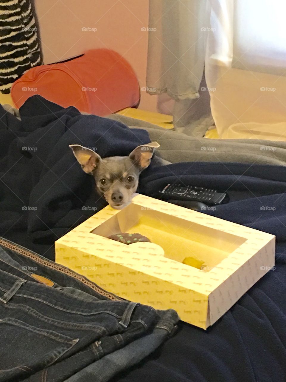 I'm Guarding The Donuts