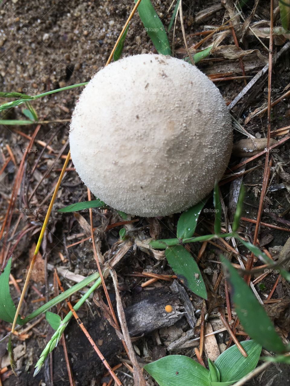 Puffy mushroom 