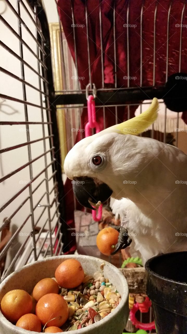 Cockatoo and Kumquats
