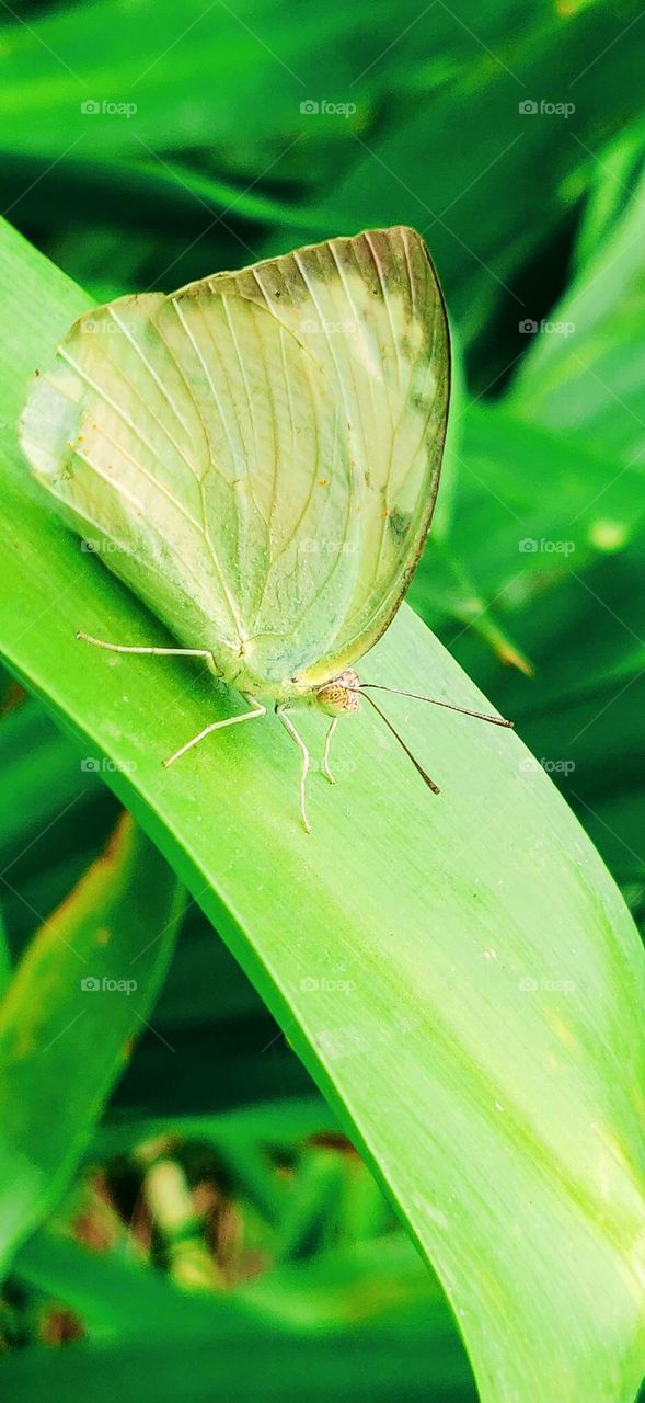 Lemon migrant butterfly.