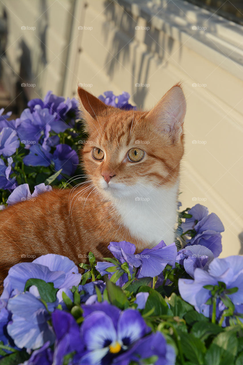 fluffy ginger cat sitting between purple violet flowers