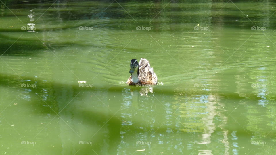 Duck in the green lake