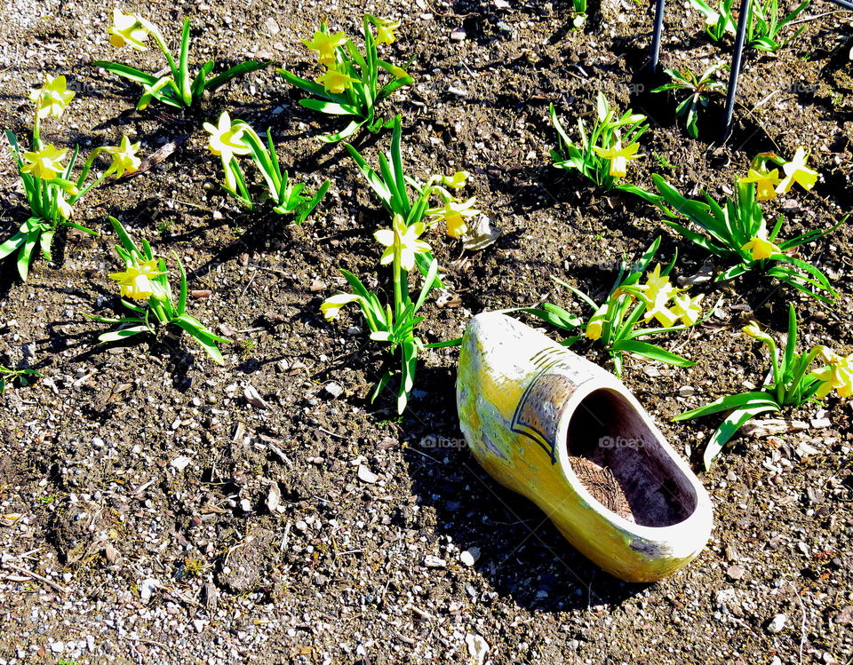 Shoe in garden