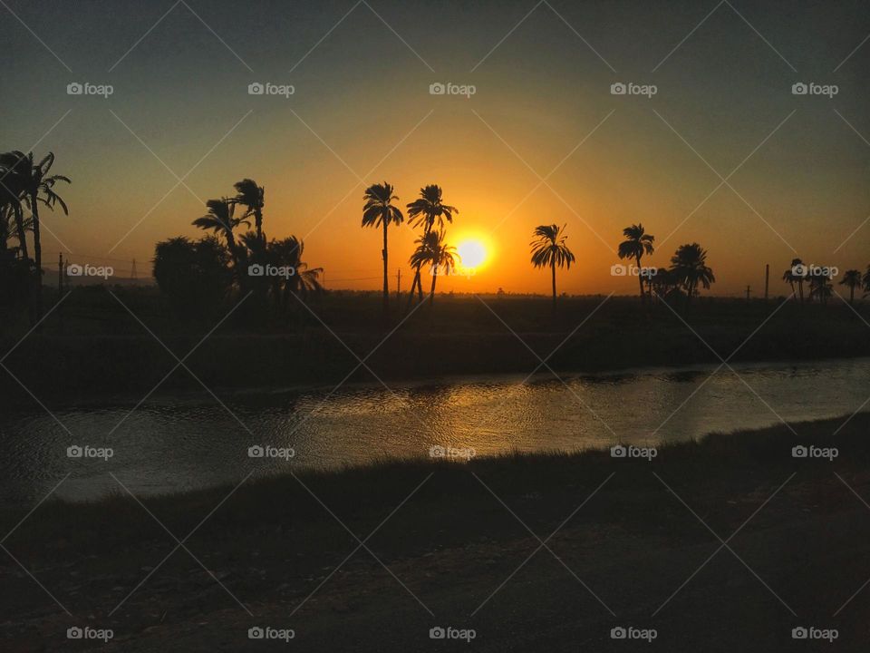 The big yellow sun is setting down behind the tall palm trees that look like black silhouette palms.