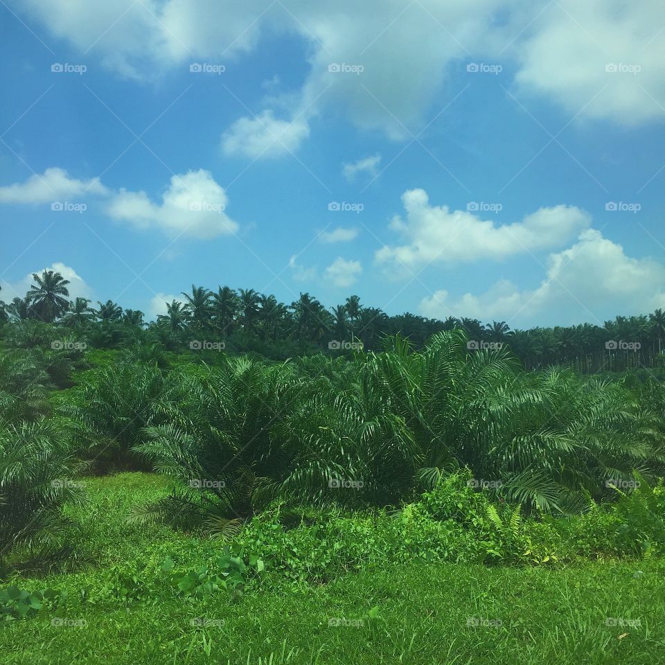 Palm trees. Palm trees farm