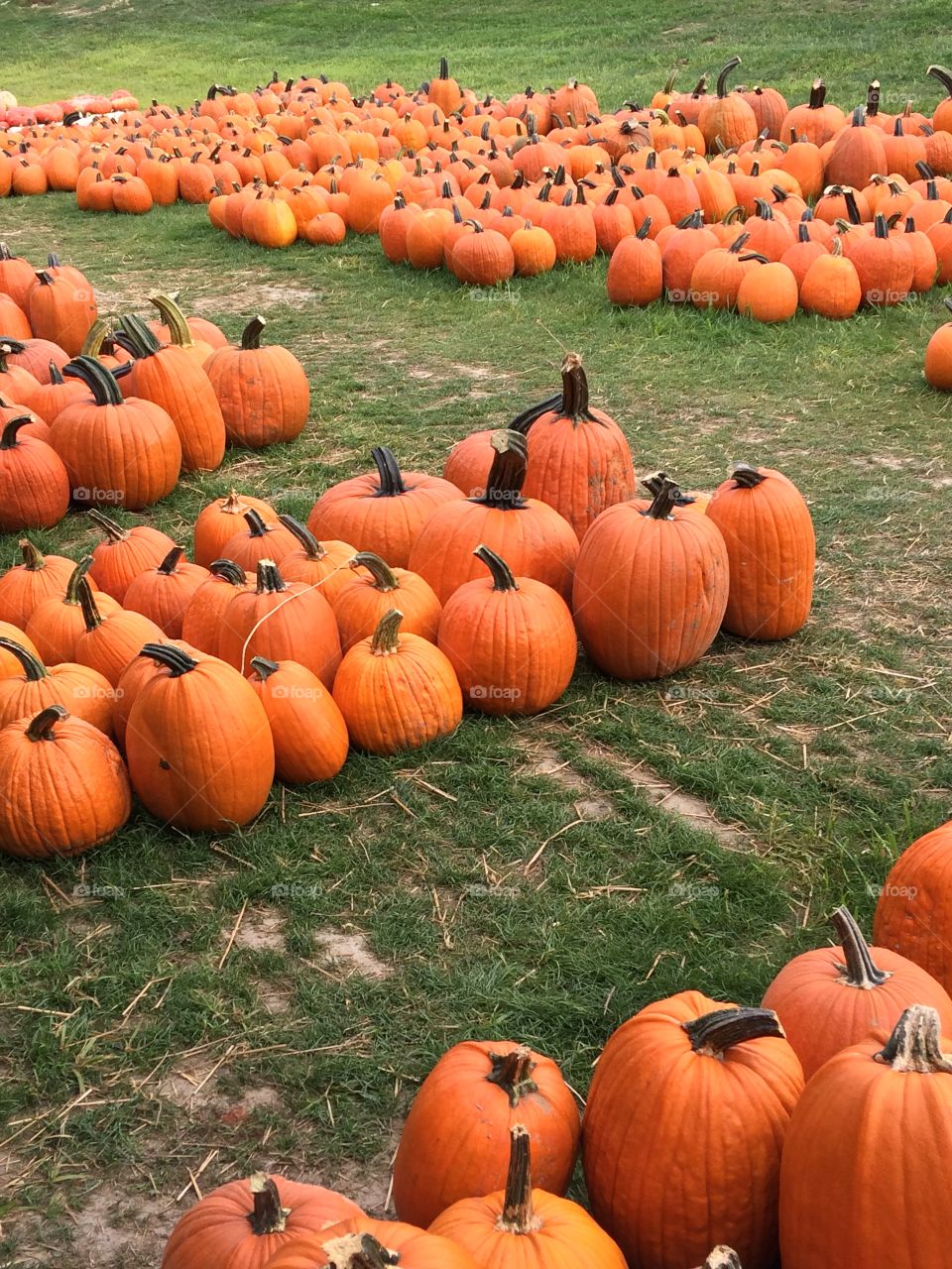 Fall Pumpkins 