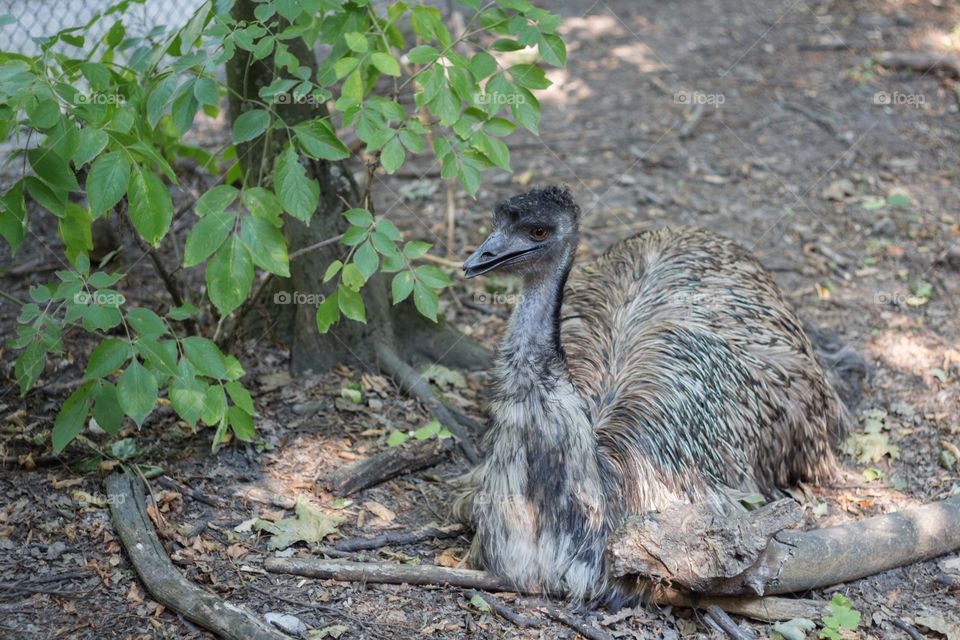 Dromaius Emu