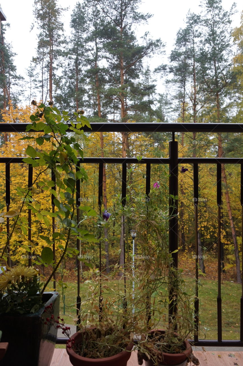 autumn balcony. a  view