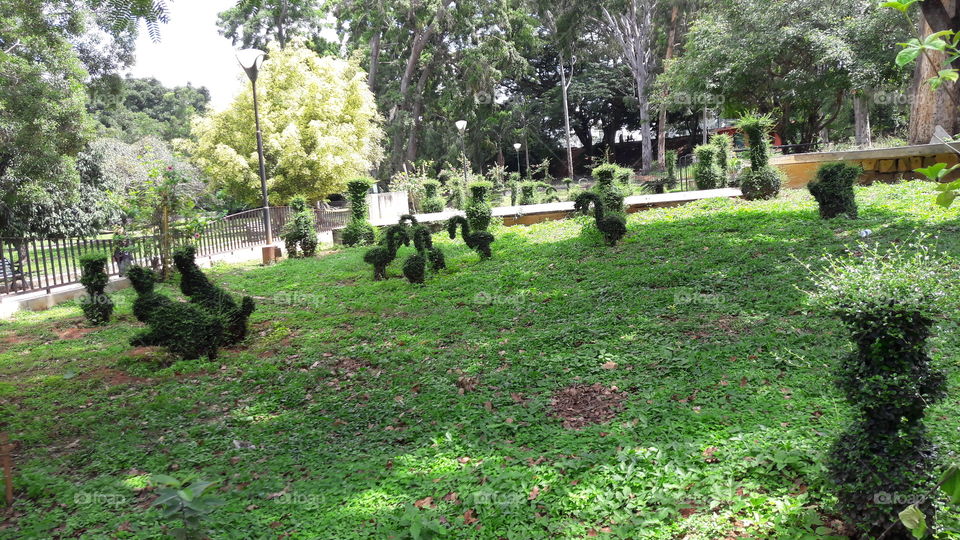 garden