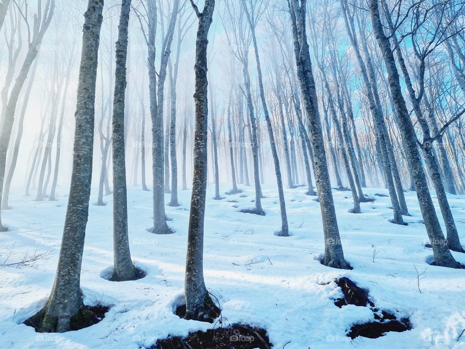 snow covered forest trees