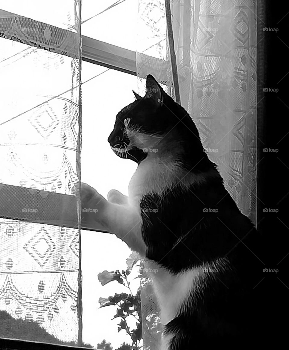 black and white cat