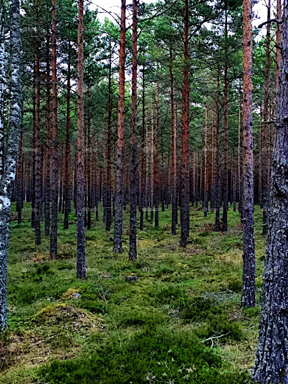 Beautiful forest! 