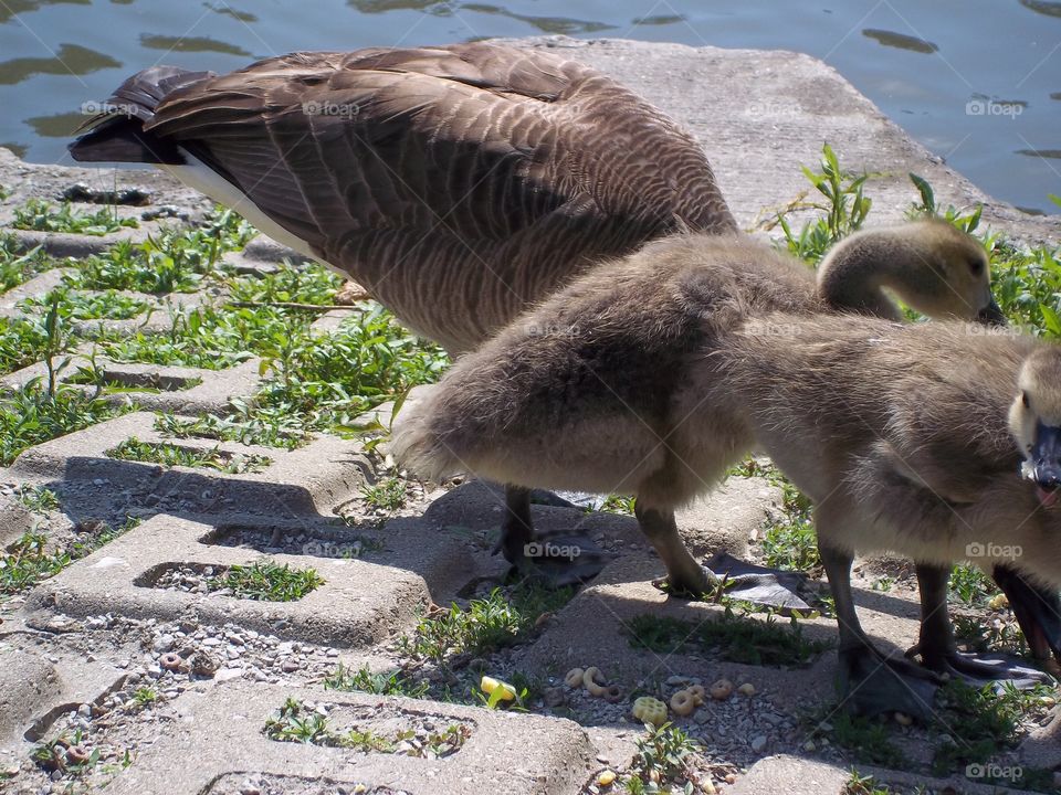 fuzzy baby geese eating