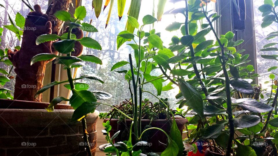 window sill, plant, green, colors, looking, glass, closed, inside,