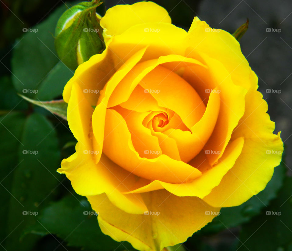 Close-up of yellow rose