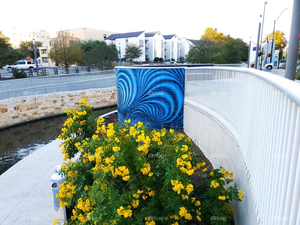 Urban plants- Yellow Esperanza flowers off the river walkway.