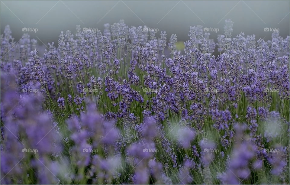 Mountain lavender,beautiful flowers,purple