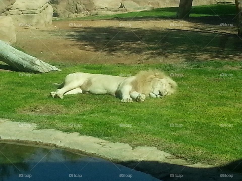 lion. animals zoo