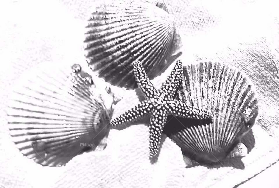 scallops and starfish