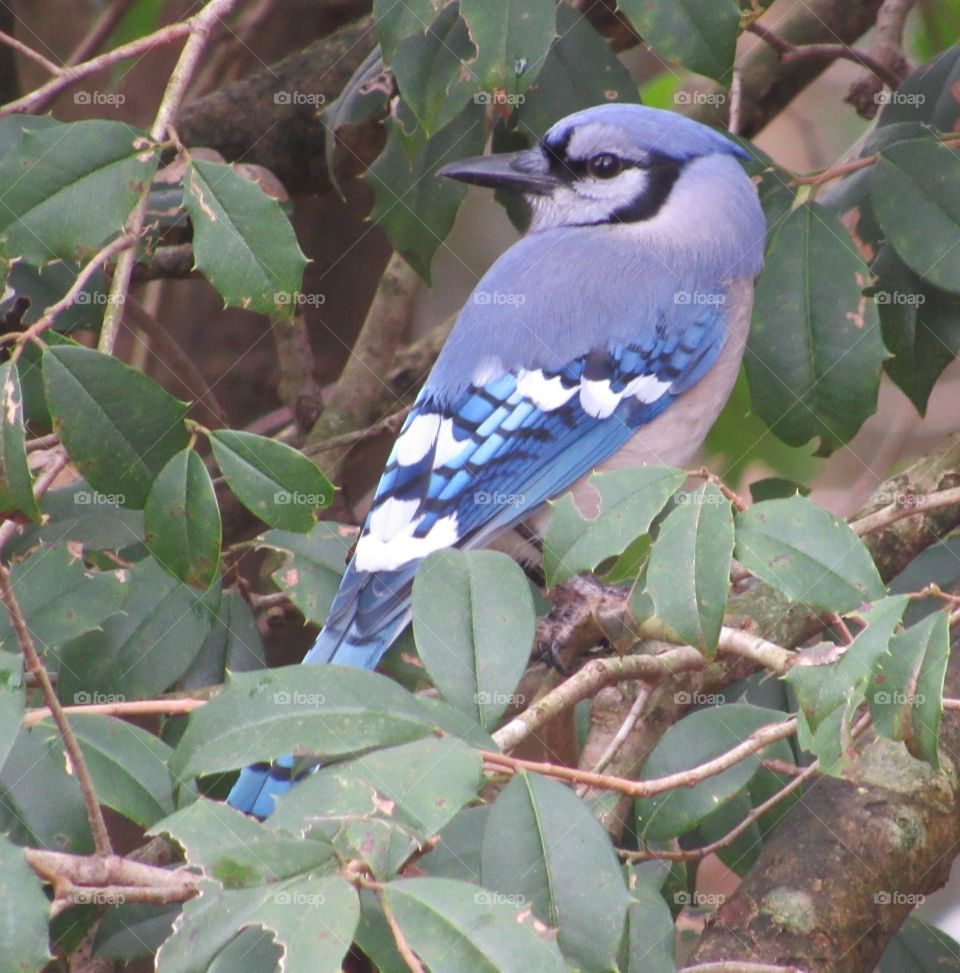 Blue Jay sitting in a Holly tree in winter