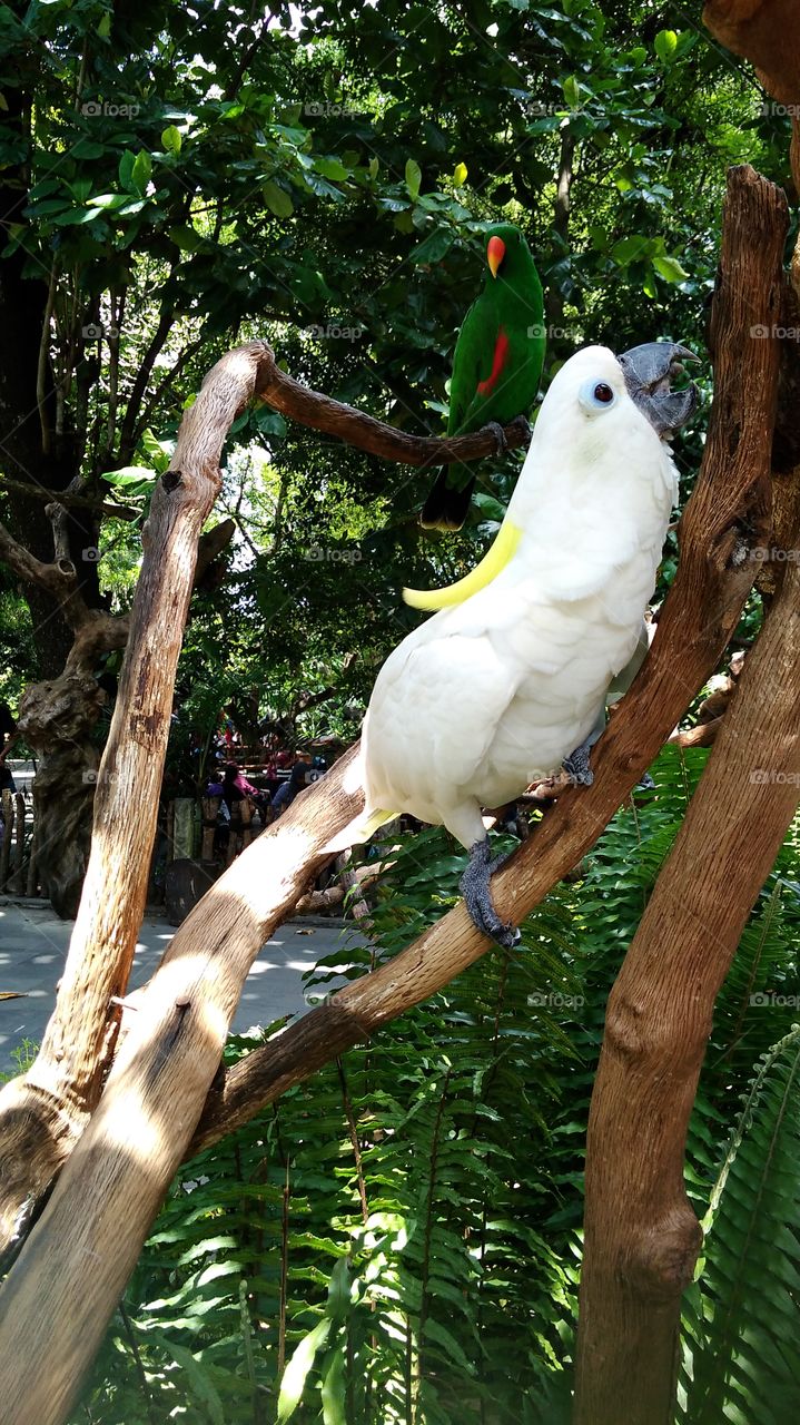 Cockatoo
