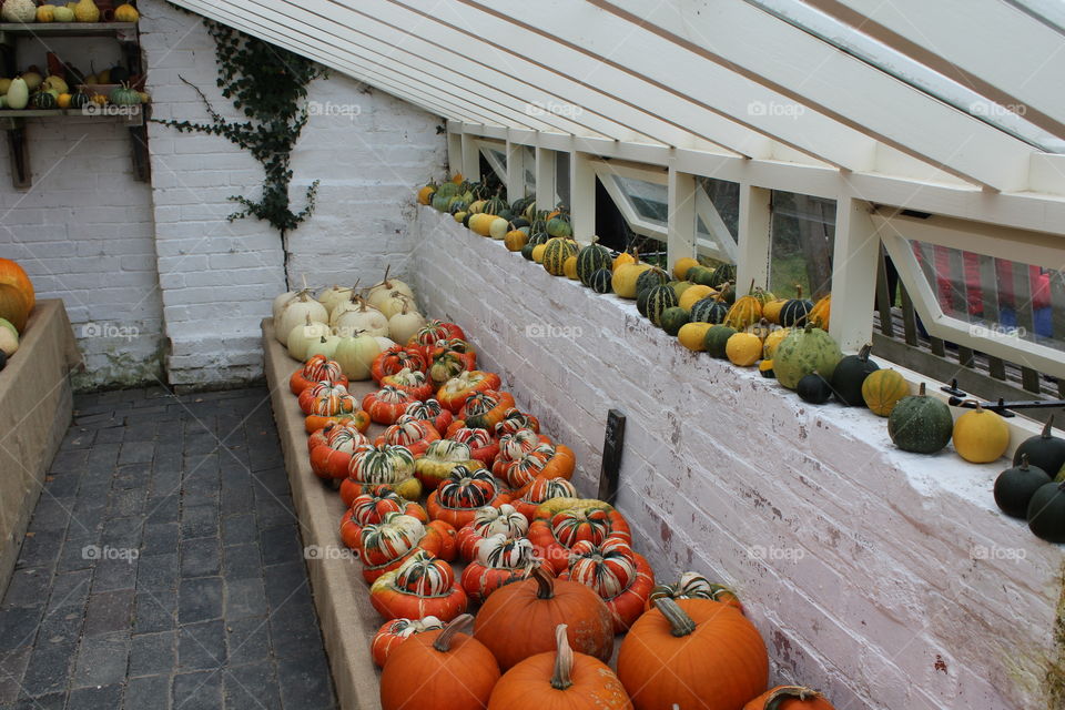 Pumpkins and gourds