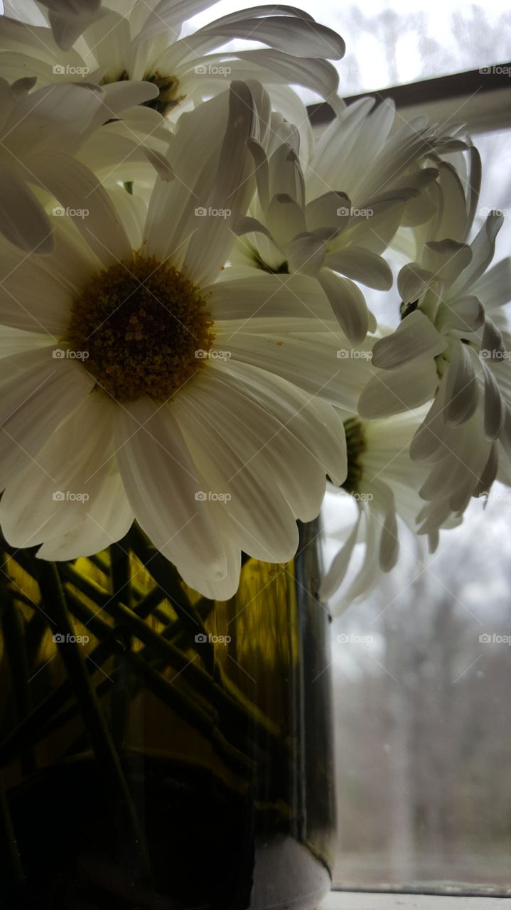 daisy window