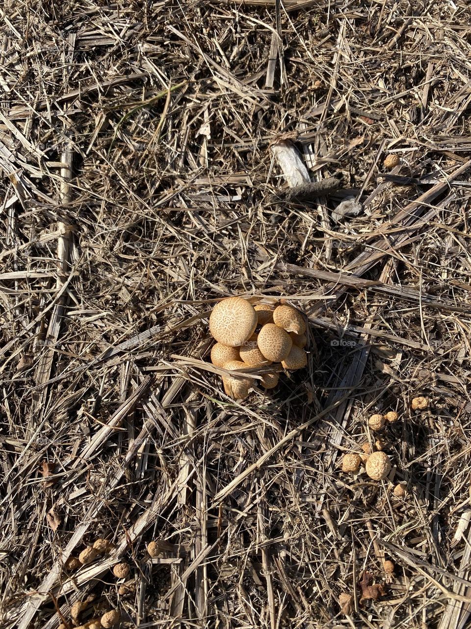 Never seen this before 