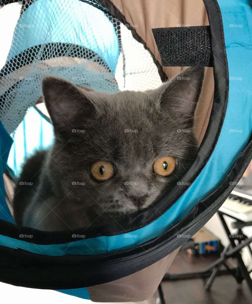 Cat in the tunnel