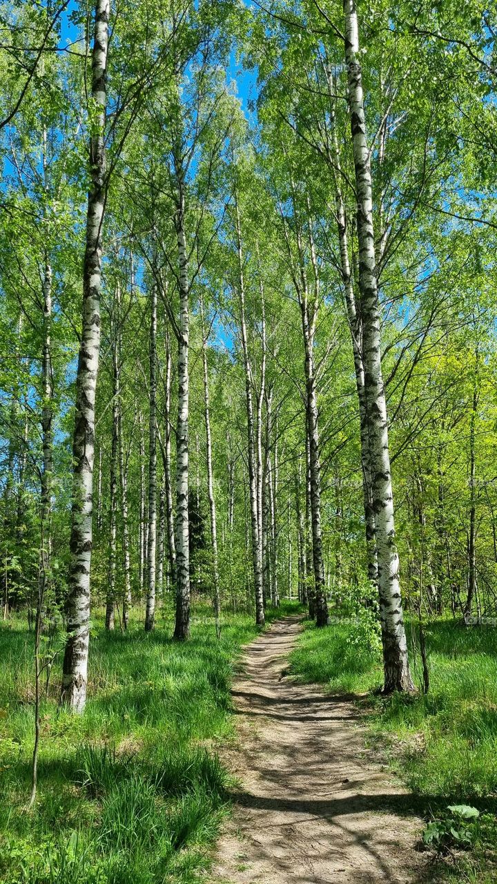 Birches are currently at their best in Finland!