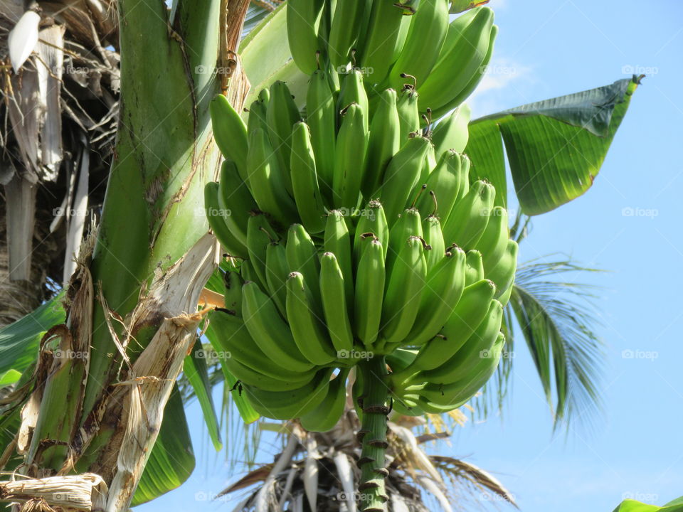 Bananas growing on a tropical tree.